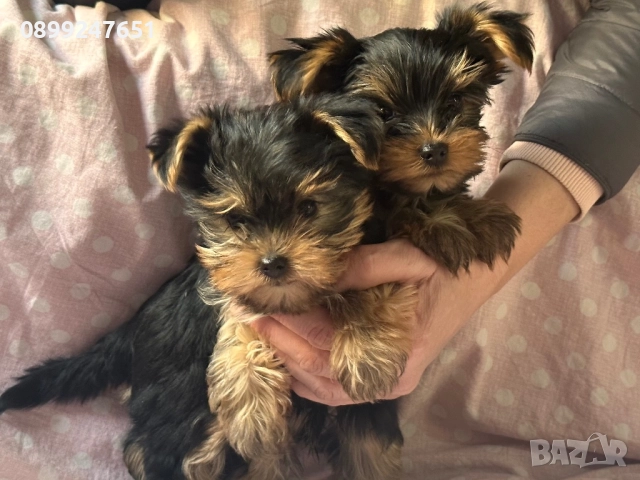 Йоркширски териер, снимка 1