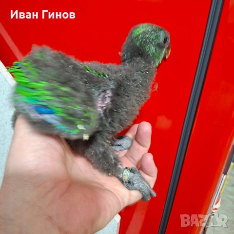 Папагали Еклектос , снимка 13 - Папагали - 51198945