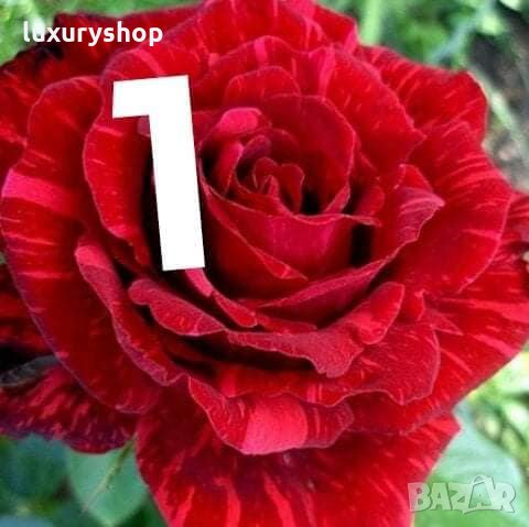 Корени готови за засаждане ” Черна Роза”, " Нефрит ", " Дъгова " внос Холандия, сертифицирани, снимка 7 - Градински цветя и растения - 32796152