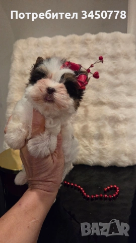 мини момиченце йоркшир биро, снимка 2 - Йоркширски териер - 53513378