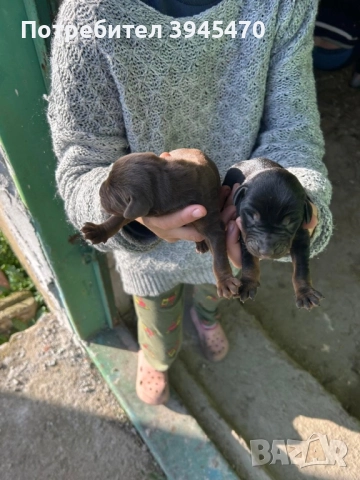 Малки добермани, снимка 6 - Доберман - 52584597