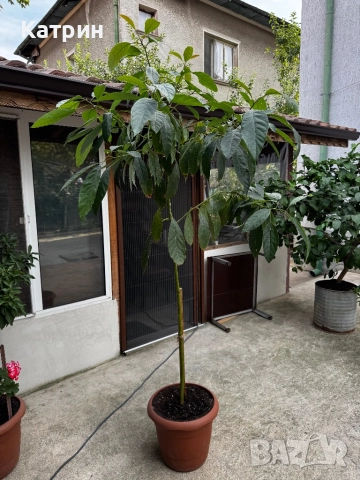 Дръвче Авокадо