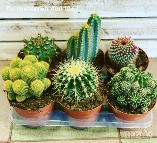 кактуси, снимка 1