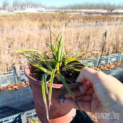 Карекс Айс Данс, Carex morrowii Ice Dance, студоустойчива, вечнозелена, снимка 10 - Градински цветя и растения - 42553874