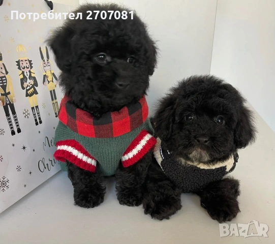 Черни мини пуделчета