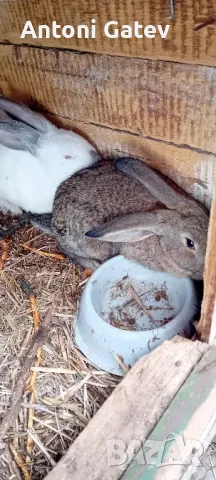 Заек, снимка 3 - Други - 48649439