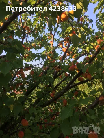 Къща/ Вила 2 етажа с. Черни Връх / Община Смядово, снимка 8 - Къщи - 50301110