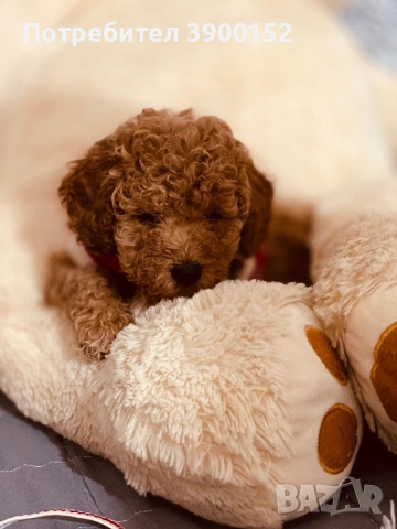 Момче и момиче