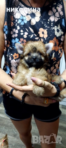 Продавам Йоркширски териер , снимка 3 - Йоркширски териер - 52893313