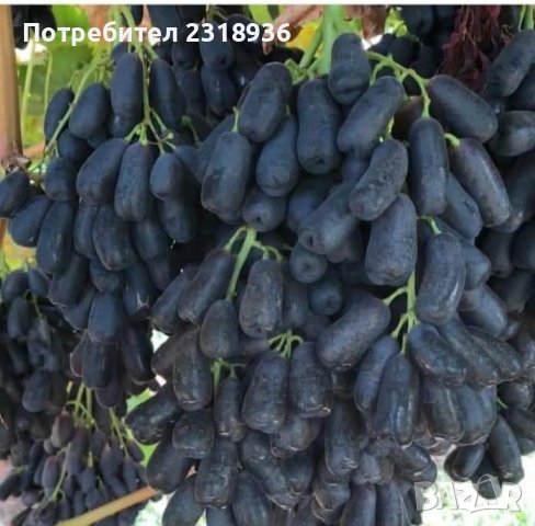 Десертни сортове грозде. в Разсади в гр. Ямбол - ID38898244 | Bazar.bg