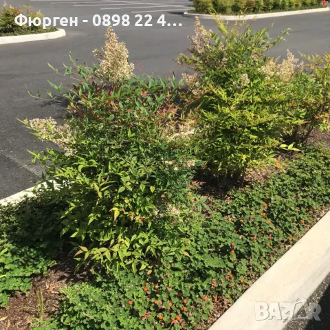 Пълзяща къпина Creeping Bramble, снимка 7 - Разсади - 48346799