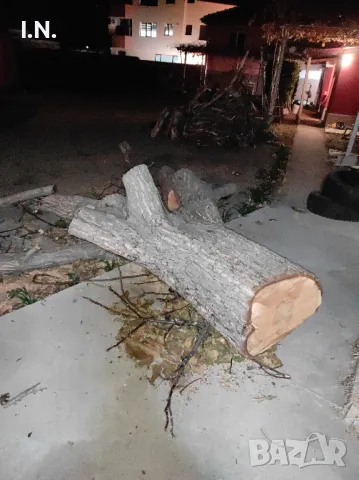 Орехов матерял , снимка 9 - Градински цветя и растения - 47464760