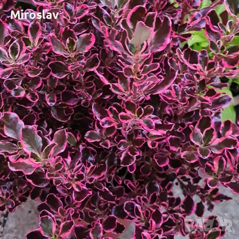 Копросма (Coprosma 'Eclipse'), снимка 5 - Градински цветя и растения - 50445312