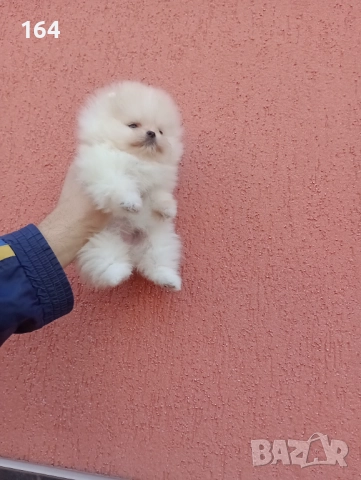 Миниатюрна ! Мини Померан. Реални снимки от 11.12.25 год. 