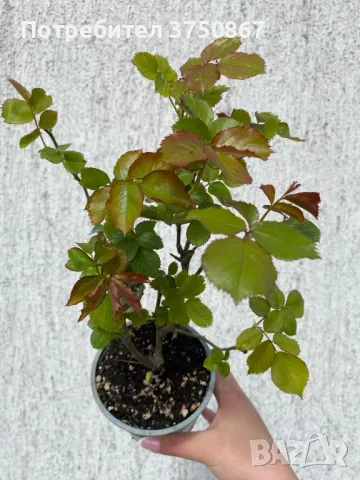 🌹 РОЗА 🌹 EDEN ROSE® Meiviolin/ GPT. EDEN ROSE Pierre De Ronsard ® 🌹, снимка 6 - Градински цветя и растения - 49621255