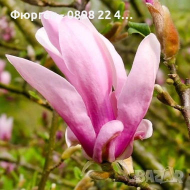 Магнолия Джордж Хенри Керн, снимка 2 - Разсади - 43794643