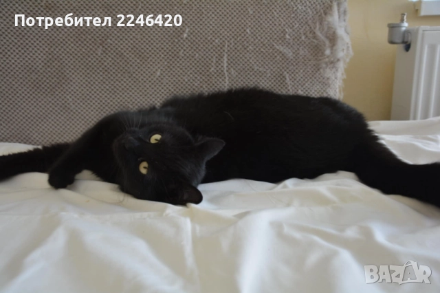 😺 1-годишно момченце от Враца търси ДОМ , снимка 17 - Други - 52893934