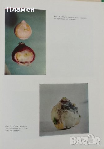 Болести и неприятели по украсните растения Е. Христова, М. Цалев, И. Даскалова, снимка 4 - Други - 37118811