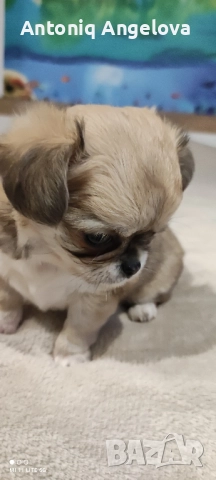 две момиченца с първа ваксина , снимка 14 - Чихуахуа - 52869346