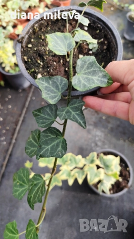 Обикновен бръшлян (hedera helix), студоустойчив, снимка 7 - Градински цветя и растения - 48092539