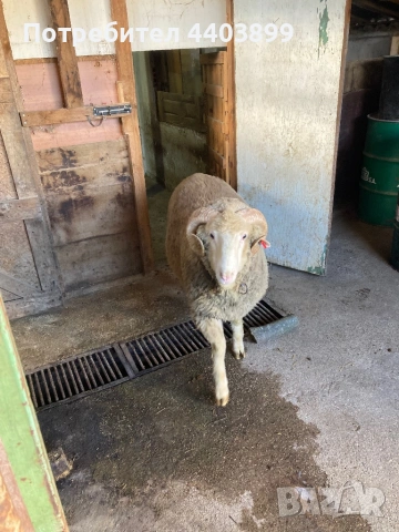Овен Старопланински Цигай , снимка 5 - Овце - 53465184