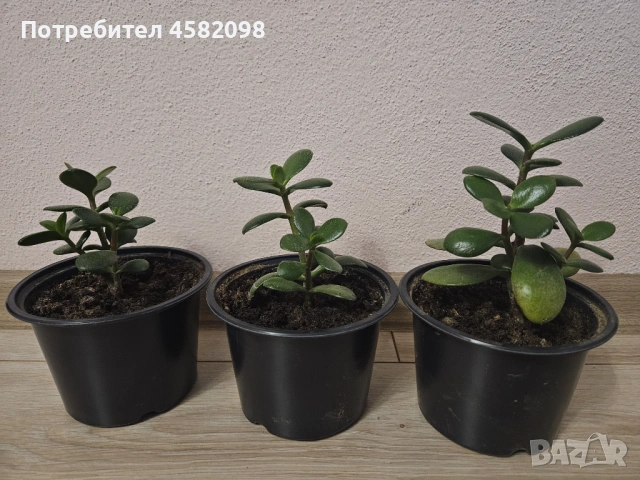 Дървото на живота, снимка 2 - Стайни растения - 53598347