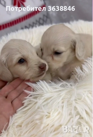 Дългокосмест дакел, снимка 4 - Дакели - 53048773