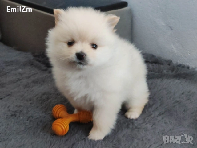 Продавам померан - момче., снимка 3 - Померан - 53129278