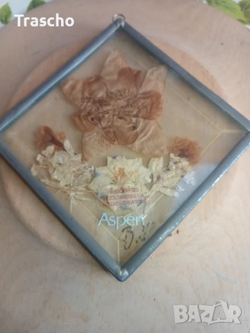 Хербарии , снимка 1