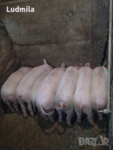 Малки прасета