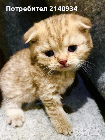 Шотландски клепоухи котенца. Златна чинчила