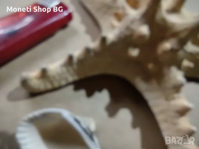 Океански дарове., снимка 4 - Антикварни и старинни предмети - 48922400