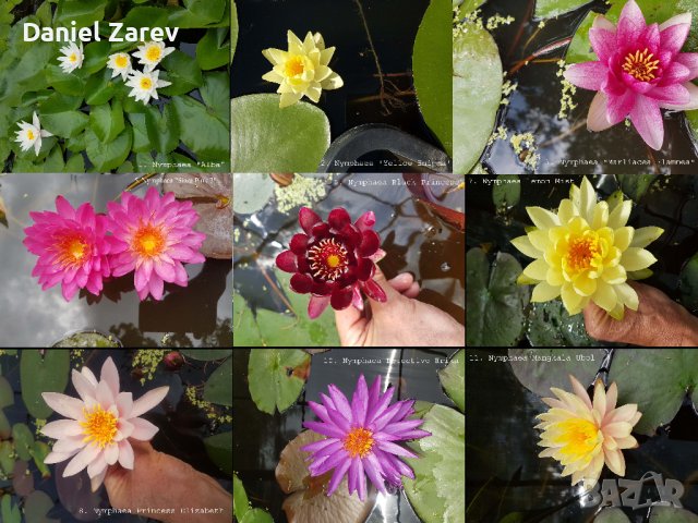 Продавам водни, езерни растения, цветя и водни лилии, снимка 1 - Градински цветя и растения - 28830827