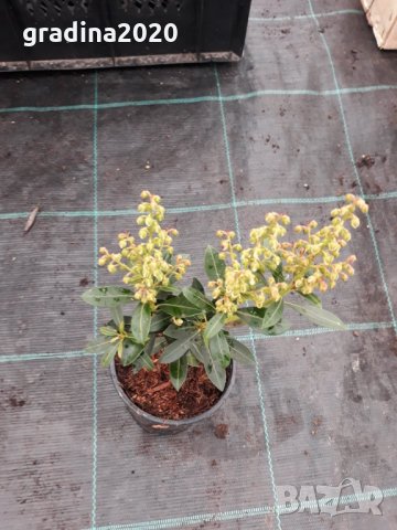 Пиерис - pieris japonica, снимка 13 - Градински цветя и растения - 32317646