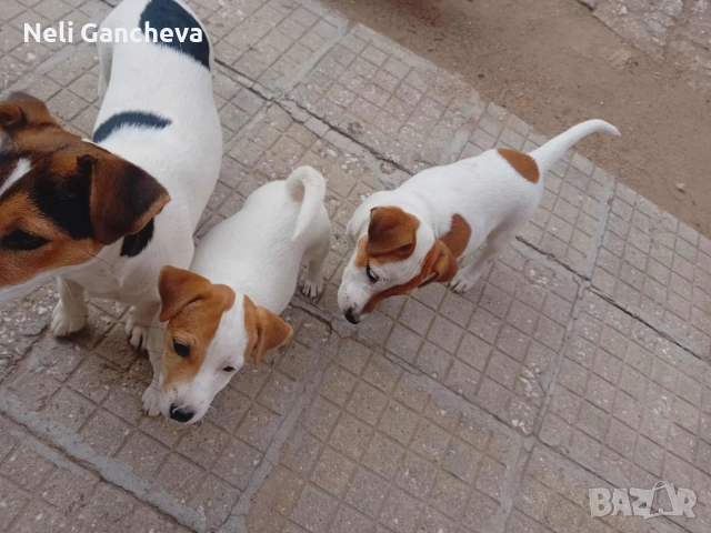Очарователни Джак Ръсел Териери търсят нов дом!, снимка 7 - Джак ръсел териер - 49356884