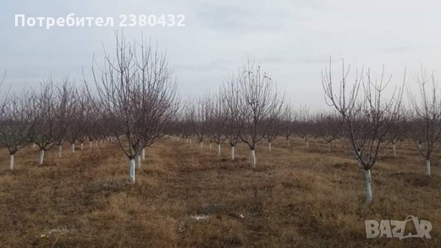 Овощна градина череши от собственик, снимка 3 - Земеделска земя - 26207054
