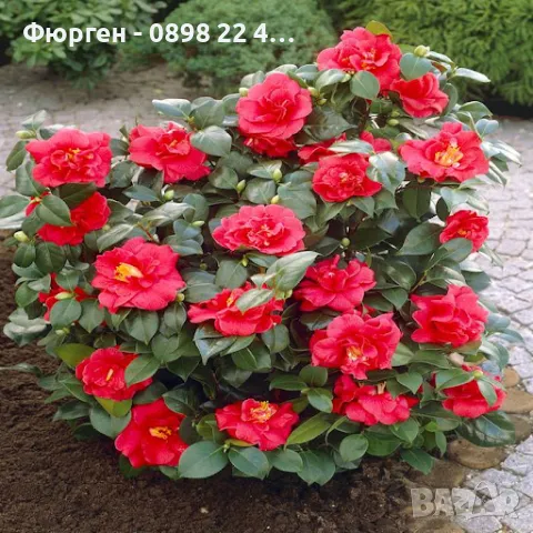 Камелия -Студоустойчива ,кичеста и вечнозелена Наличнични 2 цвята