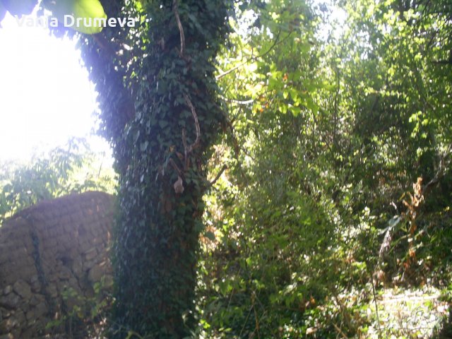 орехов материал, снимка 1