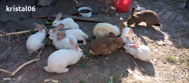 Зайци , снимка 4 - Други животни - 51124285