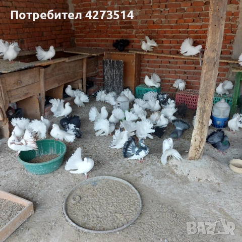 Продавам гълъби Финерлии - бели, сиви и пъстри