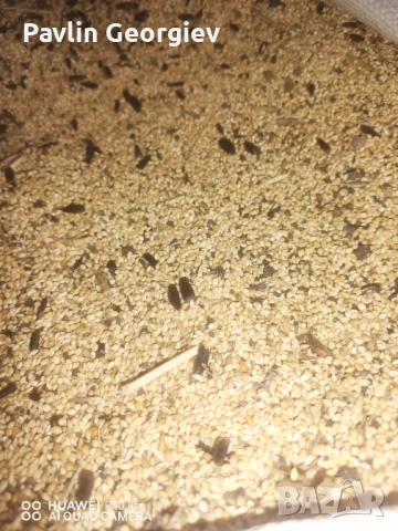 Продавам просо и рапица