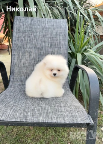 Померан момче със втора ваксина, снимка 3 - Померан - 53108550