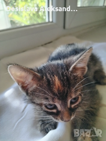 Подарявам много красиви домашни котенца , снимка 3 - Други - 51780206