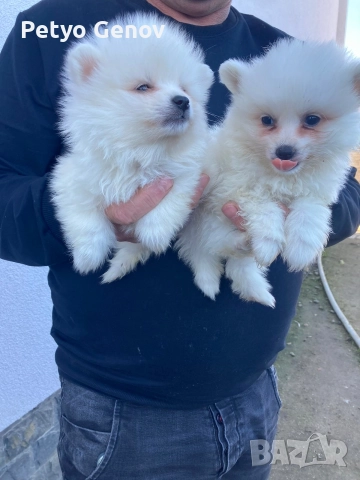 Продавам померански-шпицове, снимка 3 - Шпиц - 52736668