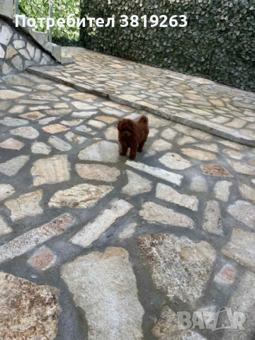 Пудел той мини, снимка 7 - Пудели - 52616820