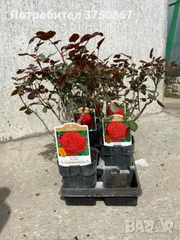 РОЗА 🌹 BOTERO® Meiafone 🌹, снимка 7 - Градински цветя и растения - 49671839