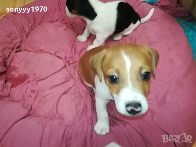 ДЖАК РЪСЕЛ-БЕБЕНЦА НА 40 ДЕНА 250ЛВ ЗА ЕДНО 3101251807, снимка 5 - Джак ръсел териер - 48909983