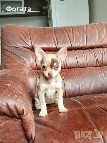 Продава се, снимка 3 - Чихуахуа - 52384392