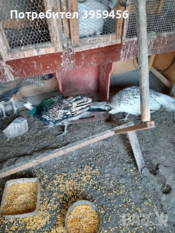 Пауни Арлекин