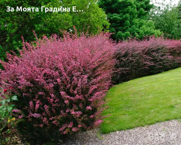 Берберис Тунберги